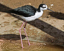 Black-necked Stilt