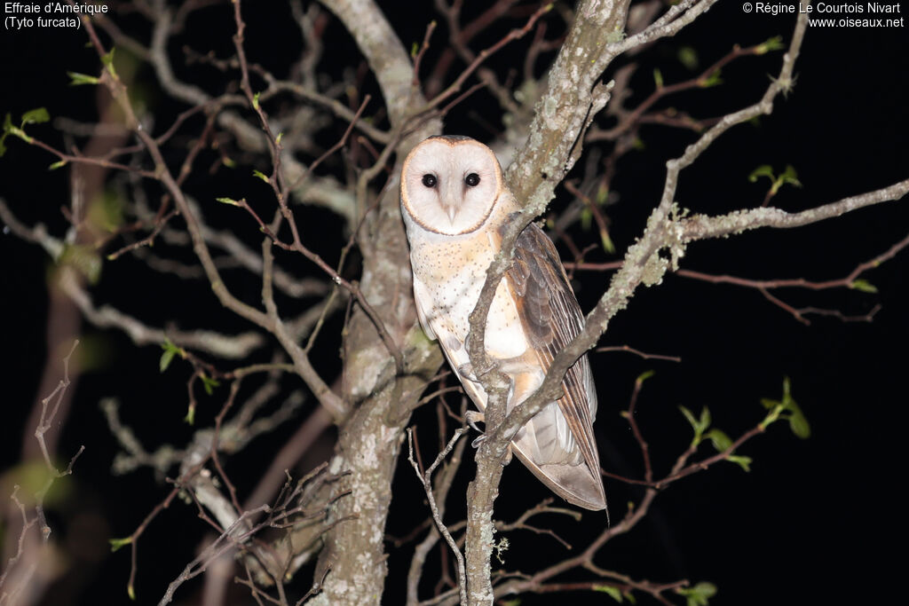 American Barn Owl