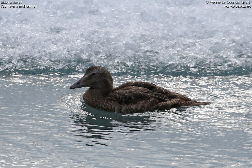 Common Eider