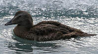 Eider à duvet