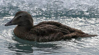 Common Eider