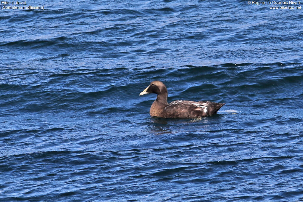 Eider à duvet mâle