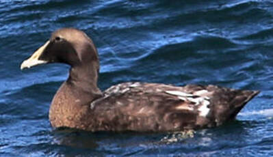 Eider à duvet