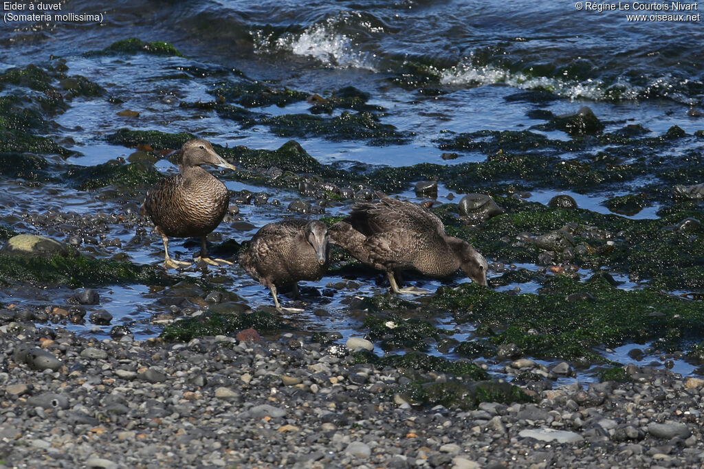 Eider à duvet