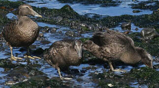 Common Eider