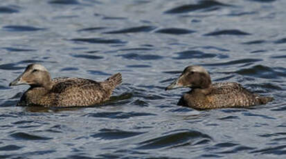 Eider à duvet