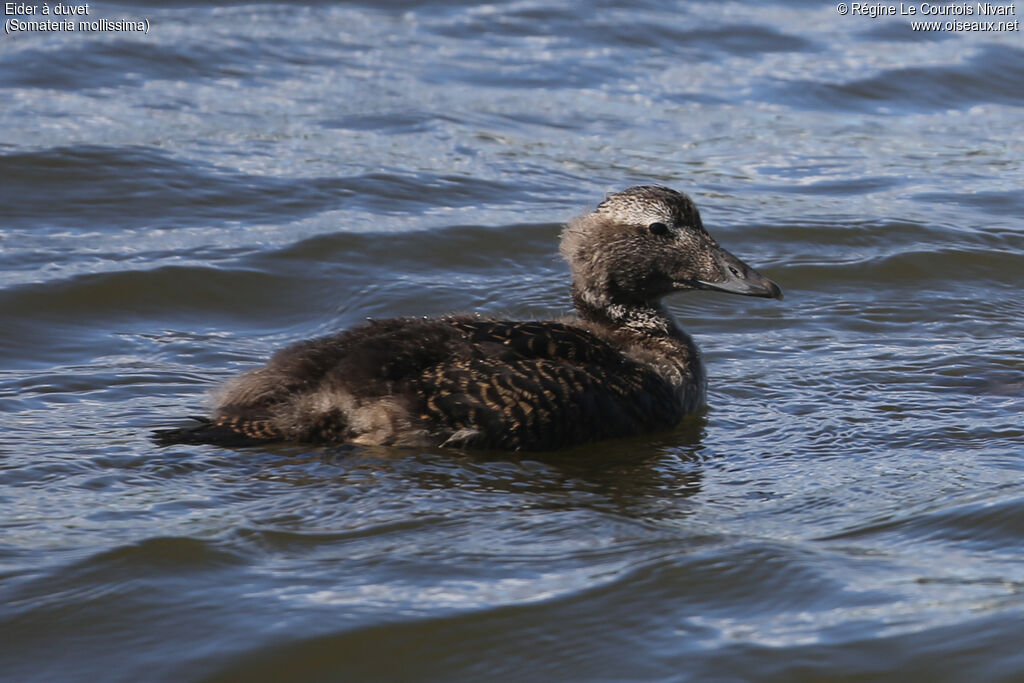 Common Eiderjuvenile