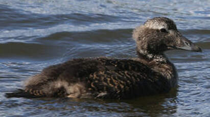 Eider à duvet