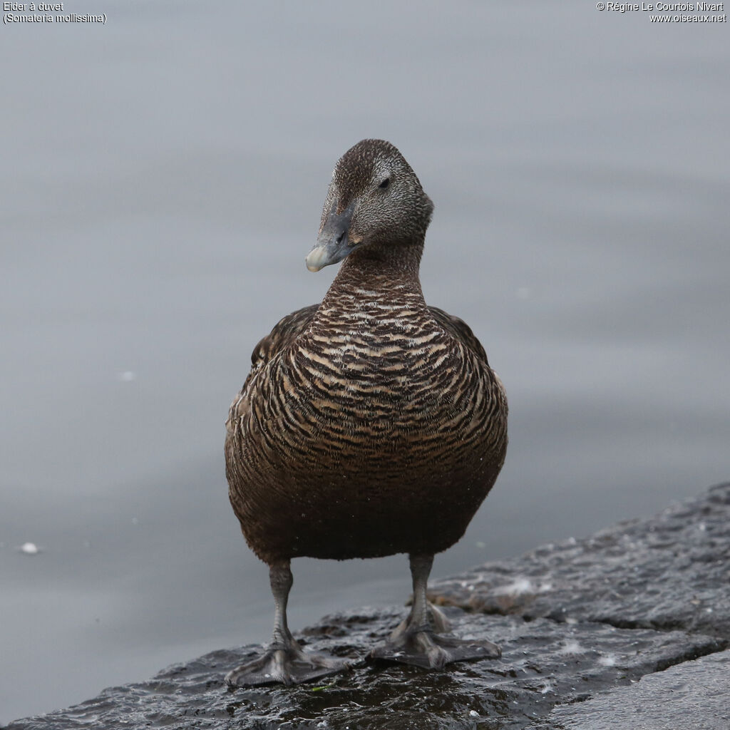 Eider à duvet femelle