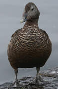 Eider à duvet