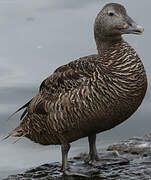 Eider à duvet