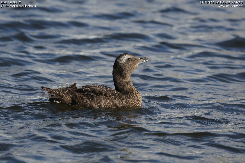 Eider à duvet