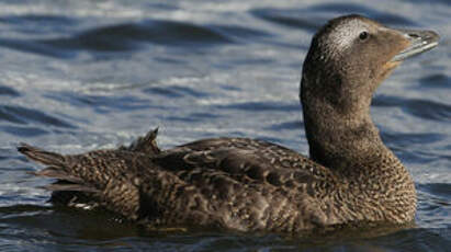 Eider à duvet