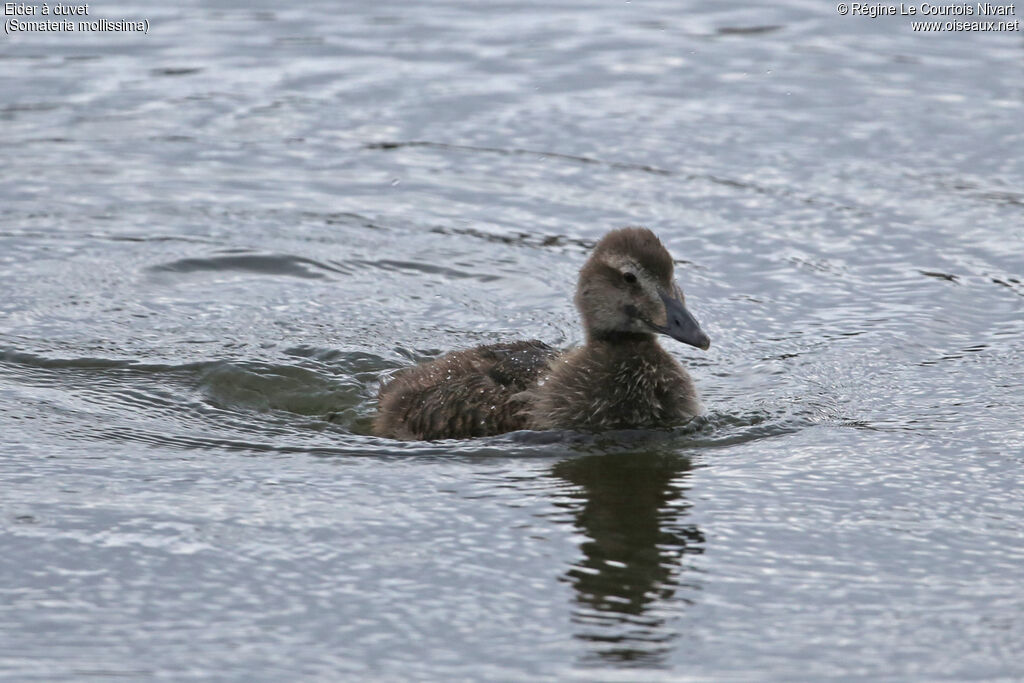 Common Eider