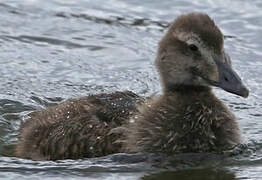 Common Eider