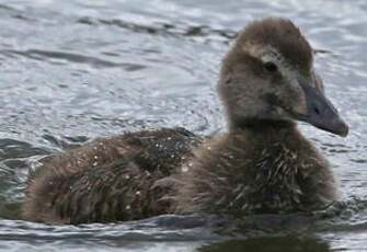 Eider à duvet