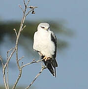 Black-winged Kite