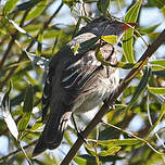 Élénie à bec court