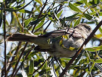 Élénie à bec court