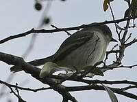 Élénie à tête grise