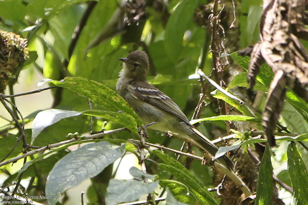 Highland Elaenia