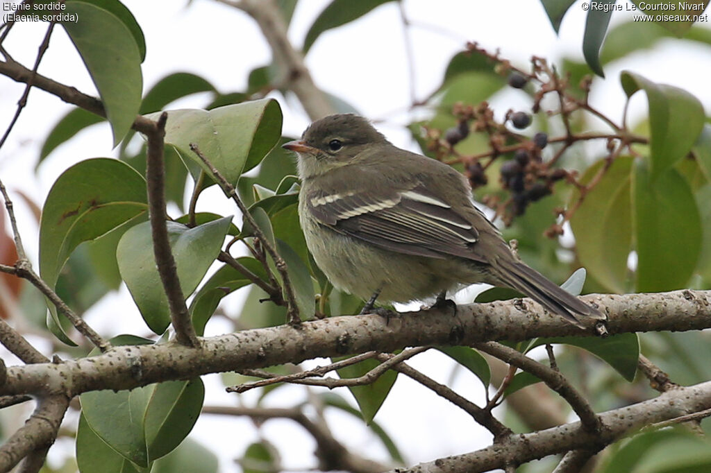 Small-headed Elaenia
