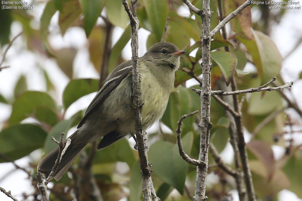 Small-headed Elaenia