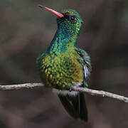 Glittering-bellied Emerald