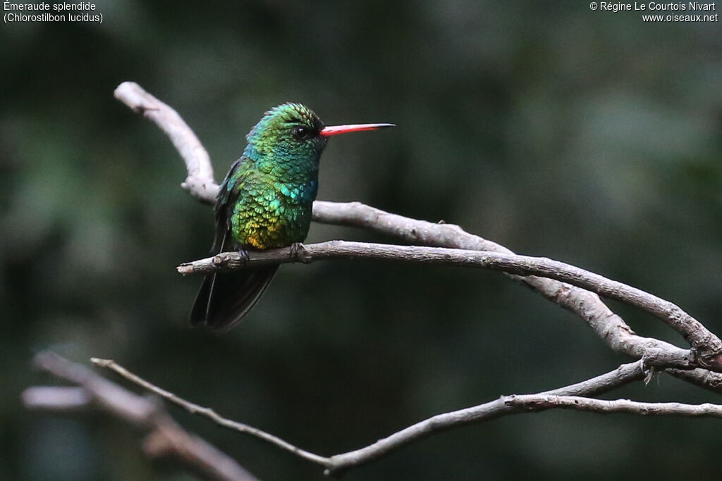 Glittering-bellied Emerald