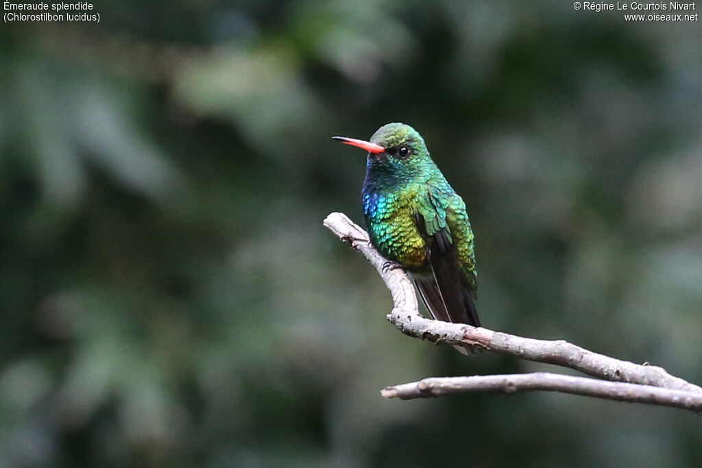 Glittering-bellied Emerald