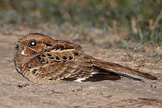 Engoulevent pauraqué