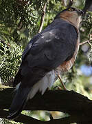 Eurasian Sparrowhawk