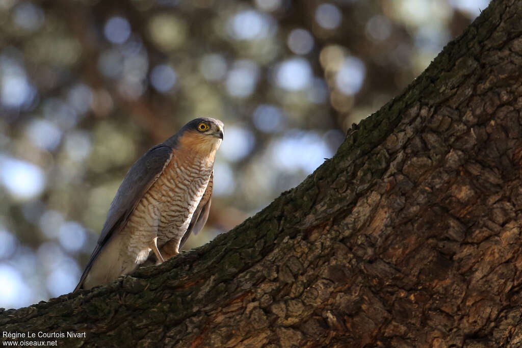 Eurasian Sparrowhawk, identification