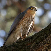 Eurasian Sparrowhawk