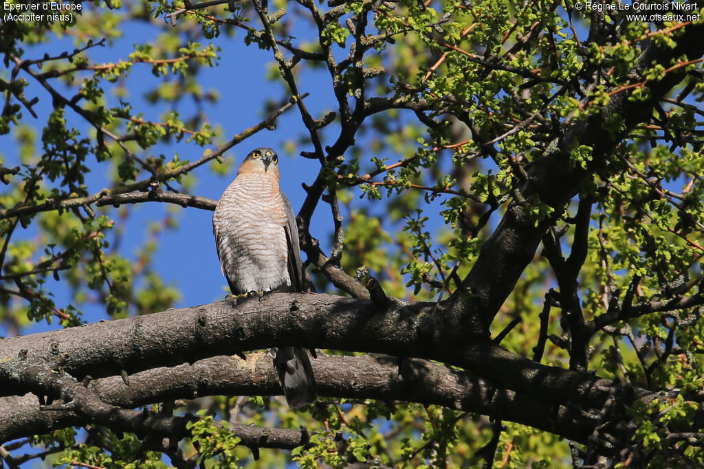 Eurasian Sparrowhawk male