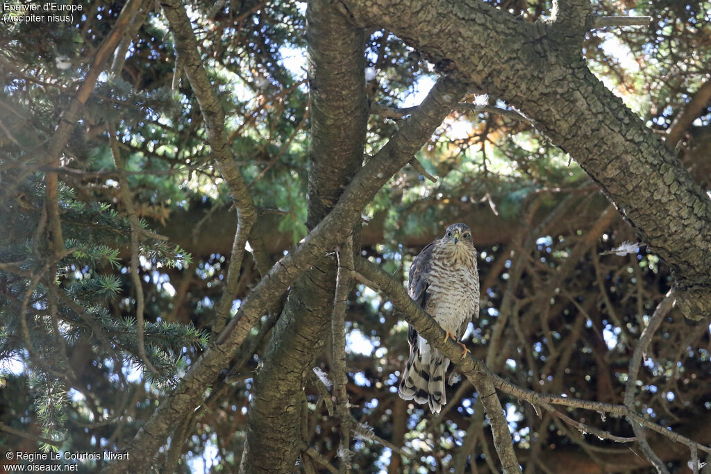 Eurasian Sparrowhawkjuvenile