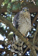 Eurasian Sparrowhawk