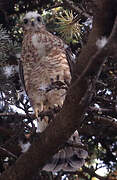 Eurasian Sparrowhawk