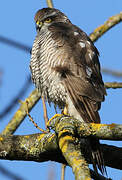 Eurasian Sparrowhawk