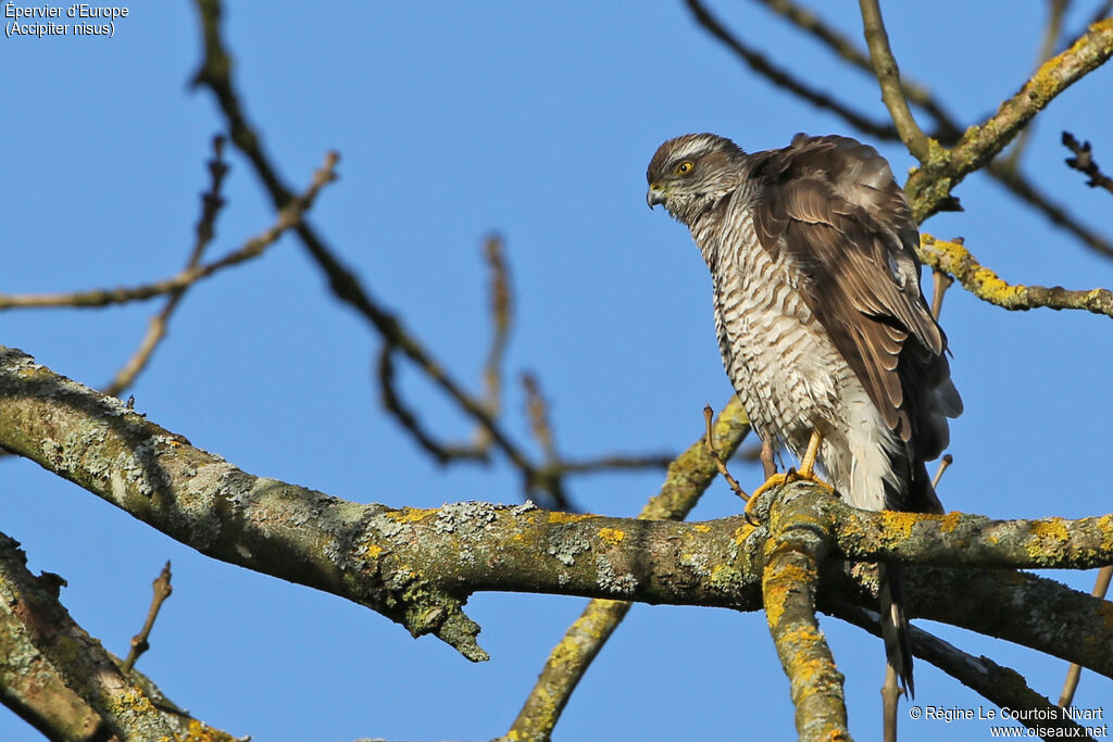 Eurasian Sparrowhawkadult