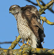 Eurasian Sparrowhawk