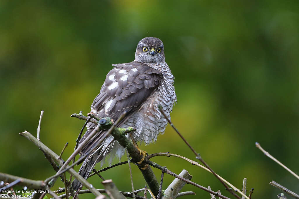 Eurasian Sparrowhawk female subadult, identification