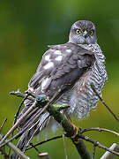 Eurasian Sparrowhawk