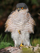 Eurasian Sparrowhawk