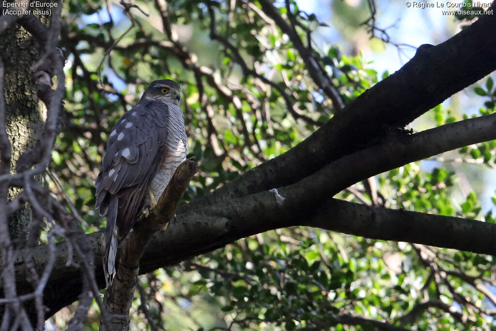 Eurasian Sparrowhawk female