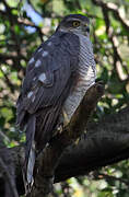 Eurasian Sparrowhawk