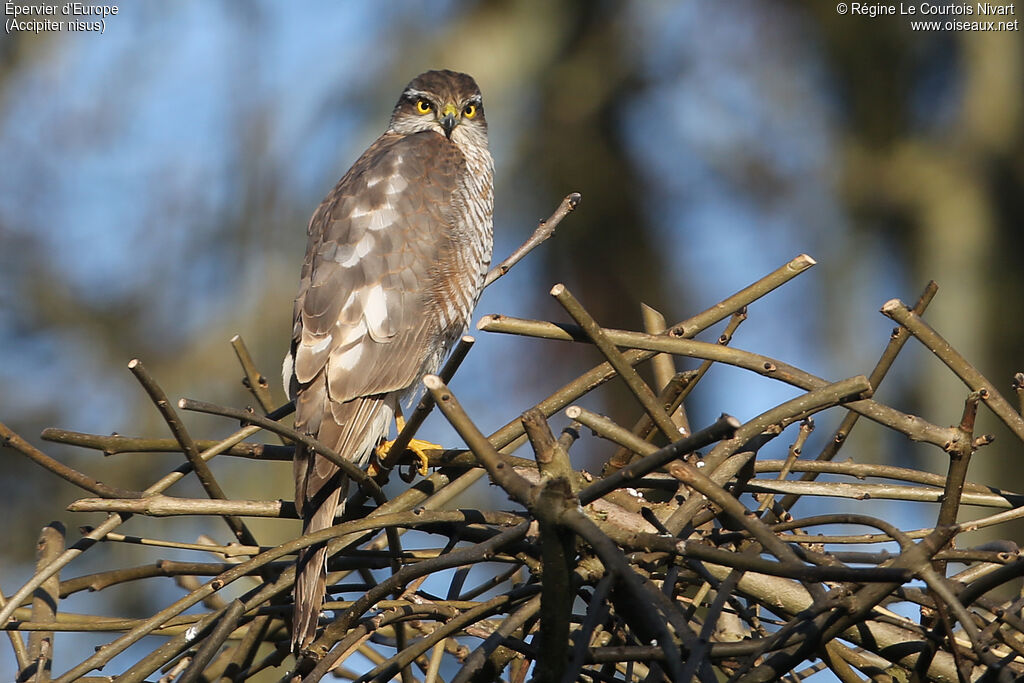 Eurasian Sparrowhawk female