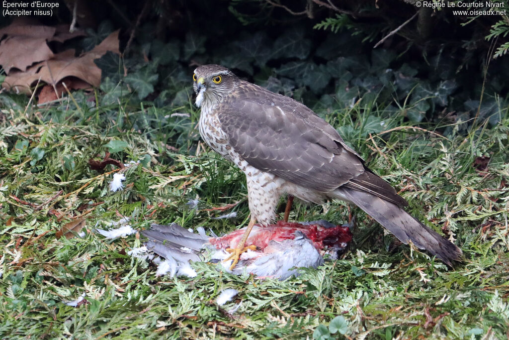 Eurasian Sparrowhawk