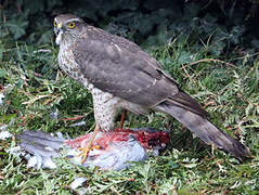 Eurasian Sparrowhawk