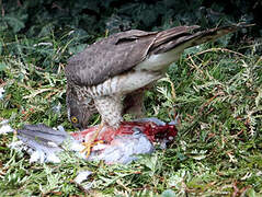 Eurasian Sparrowhawk